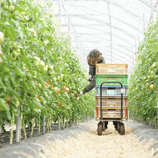 2025年のフレッシュトマトの販売を開始いたしました。